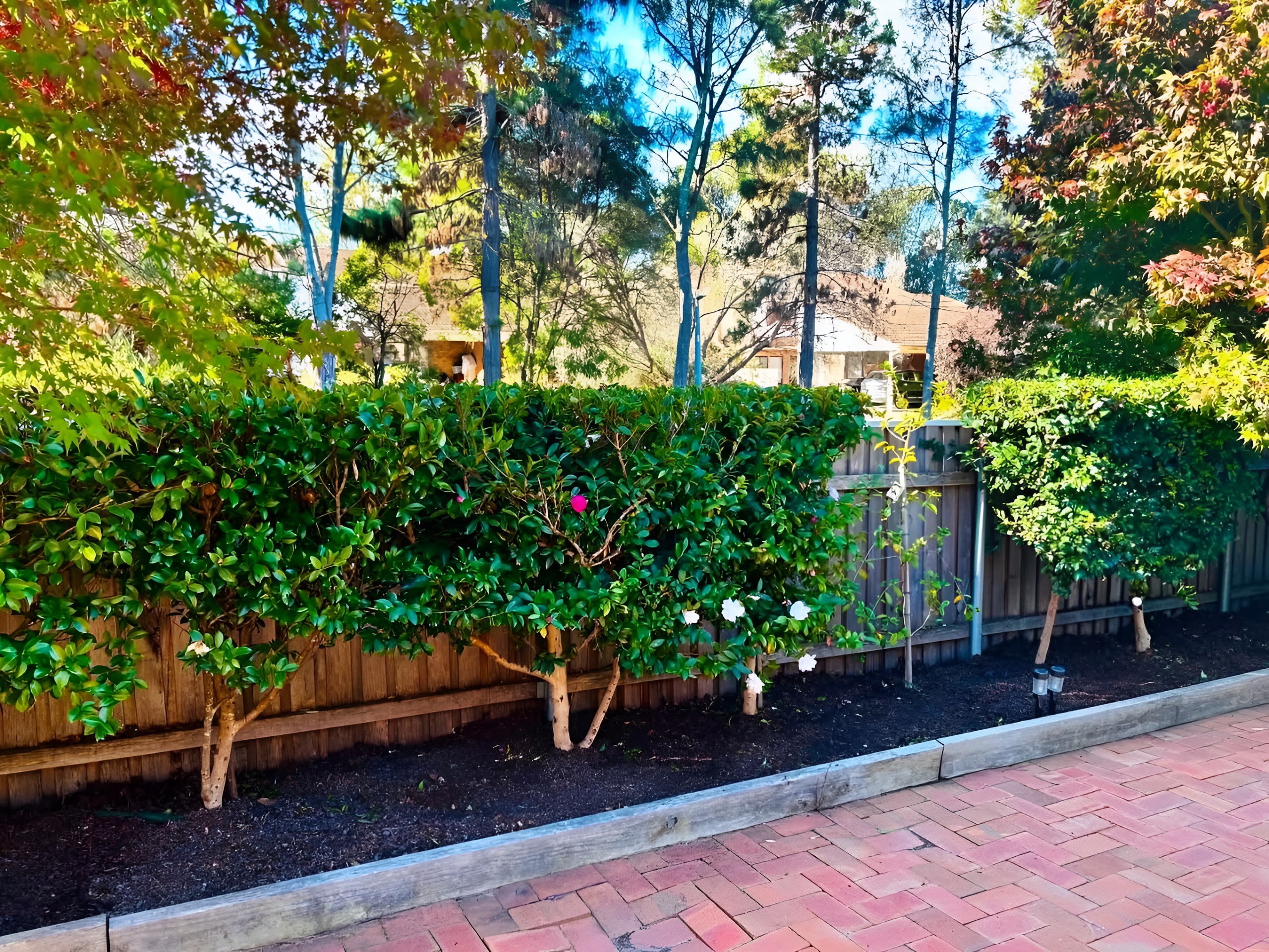 A freshly maintained leafy garden in Canberra